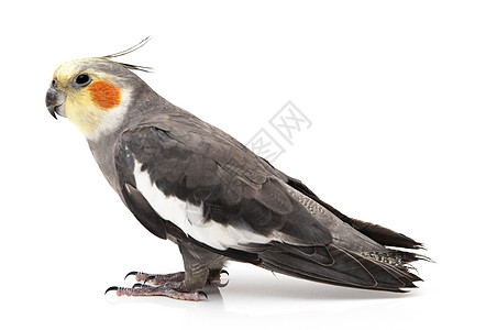 灰色nymph宠物翅膀荒野波峰白色腮红羽毛生物野生动物动物图片