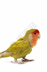 红色的鸟有趣的绿色的高清图片