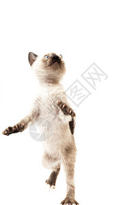 饮料空白爪子宠物白色宝贝动物工作室灰色哺乳动物猫科图片