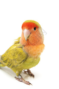 爱鸟颜色异国羽毛绿色动物宠物热带爱情栖息脊椎动物情调图片