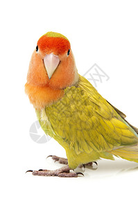 爱鸟颜色动物白色情调羽毛脊椎动物异国红色绿色宠物热带图片