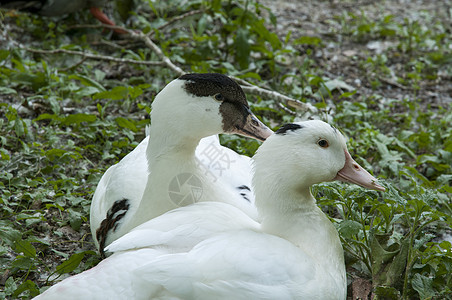 白鸭羽毛母亲野生动物荒野鸟类翅膀游泳鸭子家禽团体图片