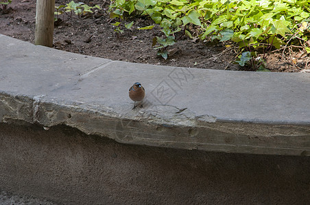 在花园里雀科动物鸟类生物棕色男性鸣禽同胞荒野野生动物图片