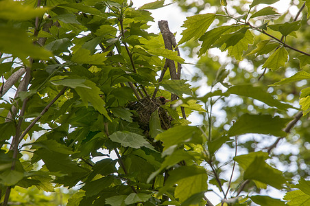 鸟鸟巢叶子荒野动物群绿色鸟类植物环境森林大道花园背景图片