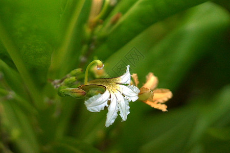 海滩上的白花 半朵花活力叶子芬芳茉莉花季节性白色庆典植物学花瓣植物图片