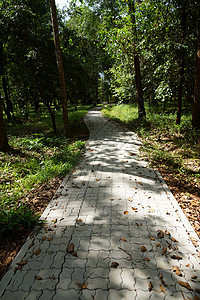 半岛植物园的步行道公园季节场景乡村国家街道旅行风景土地绿色图片