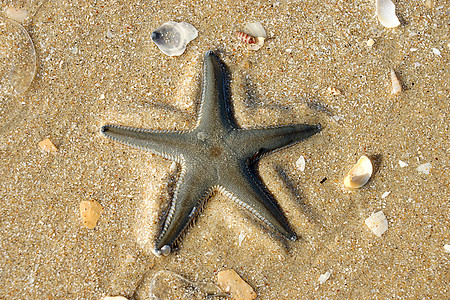 海星在海滩上粮食天堂褐色鹅卵石支撑红色假期海岸热带蓝色图片