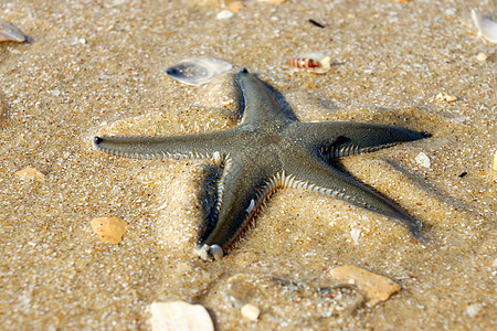 海星在海滩上支撑鹅卵石海岸星星热带褐色海星天堂假期蓝色图片