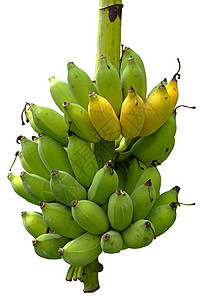生的和成熟的香蕉小吃黄色营养热带宏观早餐饮食白色保健食物图片