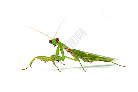 白种背景的亚洲马提斯女性荒野脊椎动物白色触角漏洞绿色水平工作室生物螳螂图片