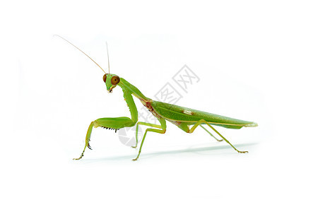 白种背景的亚洲马提斯女性触角野生动物螳螂漏洞动物脊椎动物绿色工作室昆虫生物图片