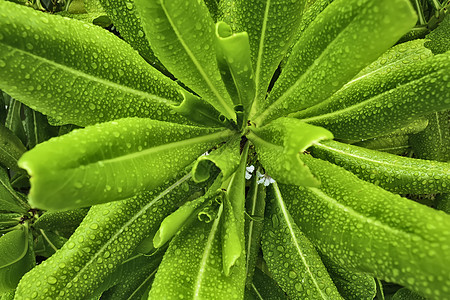 星渣合金厂花园生长植物学植物绿色植物群热带衬套叶子图片