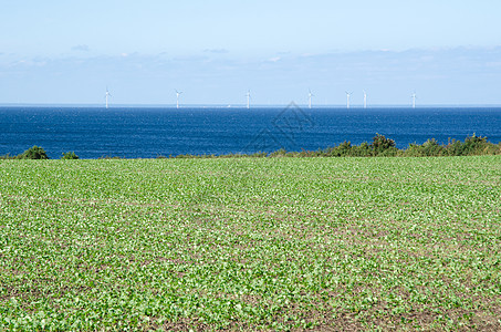 带风力涡轮机的海岸绿地图片