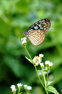 花上蓝玻璃老虎蝴蝶蓝色日光昆虫园艺漏洞阳光蝴蝶公园植物群身体图片