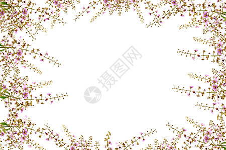 白色和粉红色的卡南加花朵生长植物学植物叶子花瓣异国明信片绿色宏观笔记图片
