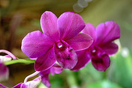 紫兰花植物群生活情调心皮兰花石斛异国生态植物花瓣图片