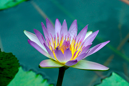 池塘中的水水池植物群粉色睡莲野花百合荷花花园绿色反射图片