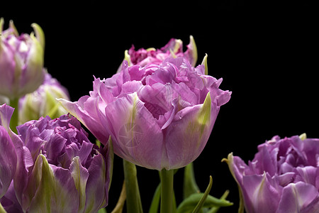 美丽的紫色郁金香 被黑色隔绝磨损植物学边缘花瓣淡紫色文化灯泡花束植物条纹图片