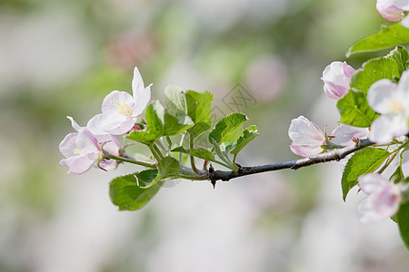 花朵中的苹果树水果白色雌蕊花瓣植物群绿色叶子宏观果园粉色图片