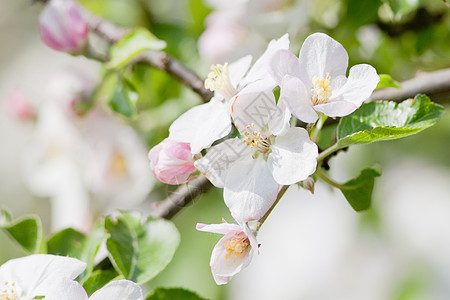 花朵中的苹果树生长宏观花瓣白色季节果园植物群叶子植物花园图片