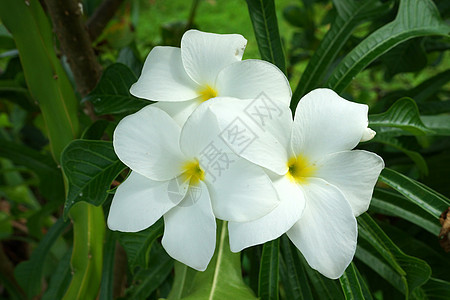 黑色克的热带白花分块frangipani叶子植物卡片异国香水装饰花瓣风格边界温泉图片