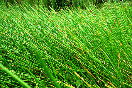 泰语 papyrus叶子香附沼泽花园芦苇植物莎草团体草本植物热带图片