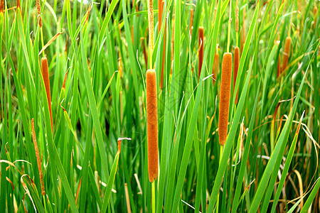 泰国papyrus花泰马安古斯蒂夫利亚生活丛林花园芦苇团体香附植物湿地热带情调图片