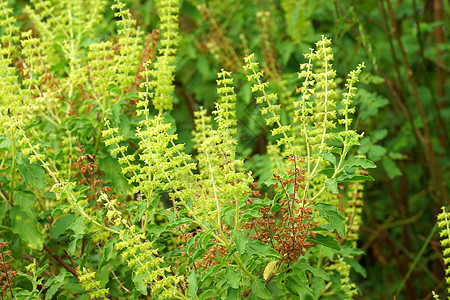 Basil花朵温泉医疗树叶美食种子草本植物愈合绿色花园图片