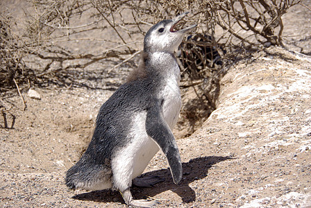 巴塔哥尼亚的磁力企鹅殖民地半岛野生动物动物荒野灌木衬套图片