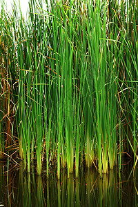 泰语 papyrus生活热带湿地生长花园芦苇草本植物团体情调沼泽图片