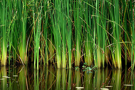 泰语 papyrus芦苇热带湿地生长情调莎草异国植物叶子花园图片