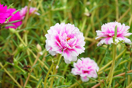 清晨在花园的花朵大花气候花瓣生长草本植物植物植物学苔藓玫瑰花园图片