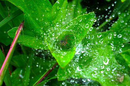 从精明的露水网中抽取背景背景宏观场地植物群叶子液体雨滴反射生物学气泡草本植物图片