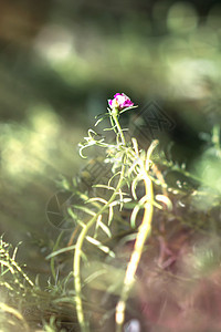 花蝴蝶动物昆虫绿色图片