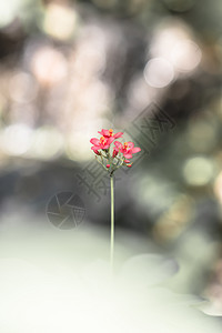 花绿色动物昆虫蝴蝶图片