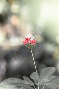 花蝴蝶绿色昆虫动物图片