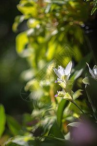 花绿色蝴蝶昆虫动物图片