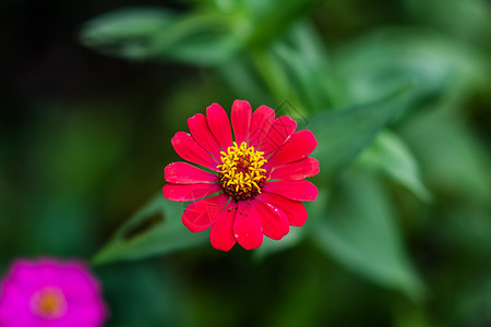 花动物绿色昆虫蝴蝶图片