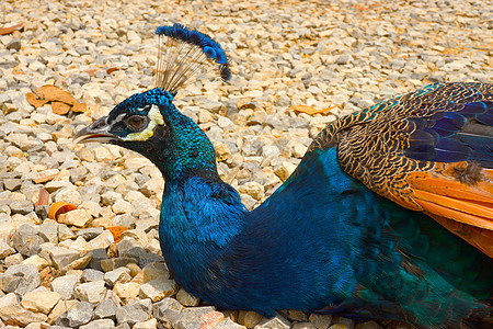 印度雄孔雀蓝色男性绿色荒野动物园野生动物白色野鸡羽毛眼睛尾巴图片