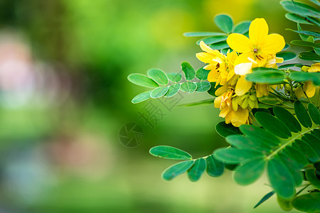 花动物昆虫绿色蝴蝶图片