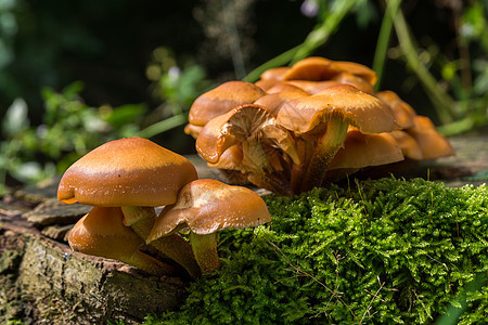 特写一群棕色蘑菇苔藓荒野橙子食物森林菌类宏观生长植物叶子图片