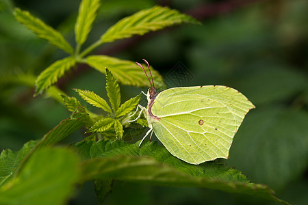 树叶和蝴蝶树叶上的野绿蝴蝶水平野生动物黑色昆虫触手森林翅膀条纹叶子荒野背景