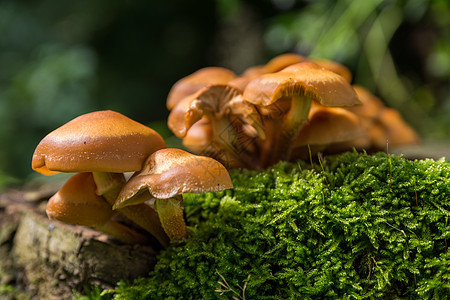 野棕色蘑菇生长叶子森林菌类环境树木食物荒野宏观植物群图片