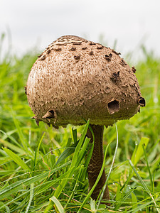 独立棕色蘑菇森林白色菌类植物季节宏观荒野环境食物季节性图片