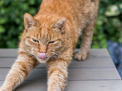 橙猫伸展橙子舌头唤醒猫科动物公园猎人乐趣红色宠物女性图片