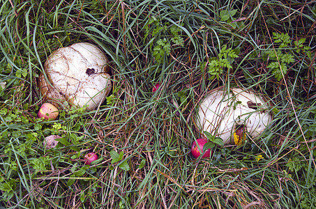 巨型泡泡蘑菇 兰曼尼亚干酪和苹果生长食物孢子巨芒专业农场品味白色花园菌类图片