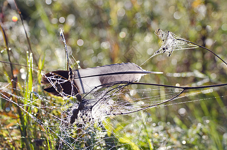 秋天在露水蜘蛛网上的鸟羽毛图片