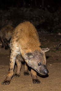 斑点野生土狼危险哺乳动物动物猎人食肉野生动物清道夫荒野鬣狗捕食者图片
