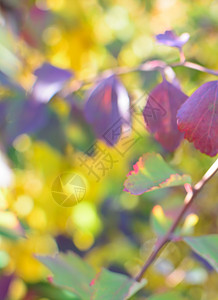 色彩多彩的秋季 bokeh 背景花园季节紫色黄色植物绿色粉色叶子庆典晴天图片