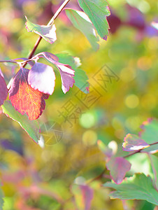 色彩多彩的秋季 bokeh 背景蓝色绿色季节晴天粉色黄色植物紫色庆典叶子图片